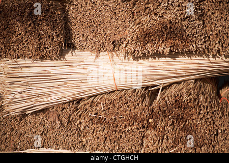 Phragmites australis, giunchi, carici Foto Stock