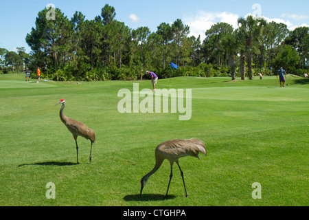 Florida, Saint St. Lucie County, Port St. Saint Lucie, PGA Village, Pine Valley, Perfect Drive Golf Villas, campo da golf, golfista, gru di sandhill, uccello, FL12052604 Foto Stock