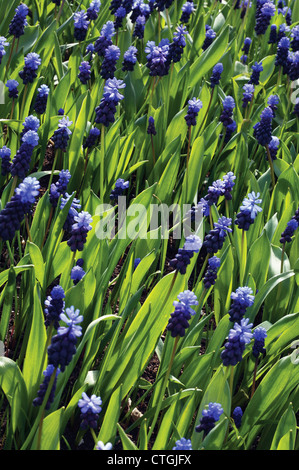 Muscari latifolium, giacinto di uva Foto Stock