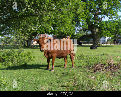 Dh Brockenhurst NEW FOREST HAMPSHIRE mucca bovini sul villaggio di terra comune Foto Stock