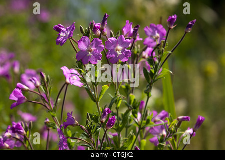 Prati di fiori selvatici Londra terre umide centro Barnes Foto Stock