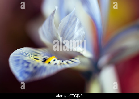 Iris histrioides "Katharine Hodgkin', Iris Foto Stock