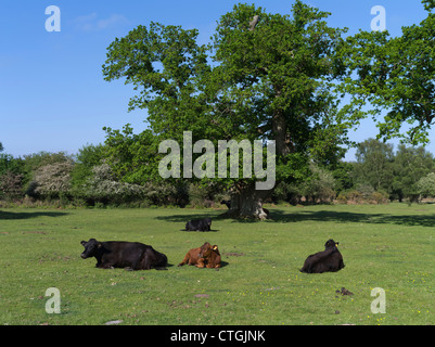 dh Village terra comune NUOVO FOREST HAMPSHIRE mucca bestiame su inghilterra vacche erba che si depone in campo campi uk Foto Stock