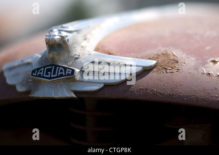 Kincardine Ontario, Canada - 14 luglio 2012. Un 1952 Jaguar Mark VII si trova in un campo di agricoltori in a sudovest Ontario, Canada. Foto Stock