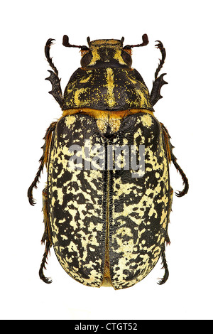 Femmine di Polyphylla fullo isolati su sfondo bianco Foto Stock