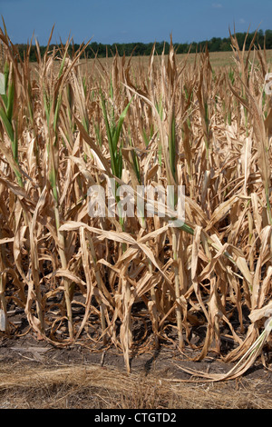 Il raccolto di mais che soffrono di condizioni di siccità Indiana America 2012 Foto Stock