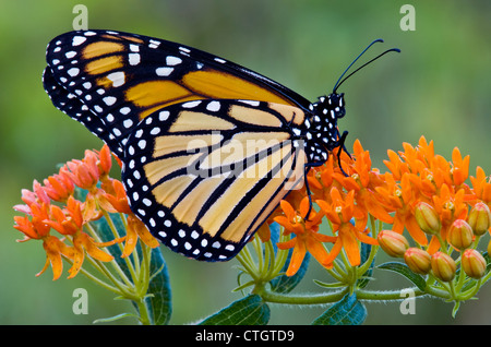 Farfalla monarca danaus plexippus nectaring impollinare alimentazione sulla farfalla fiori Milkweed Asclepias tuberosa e USA Foto Stock