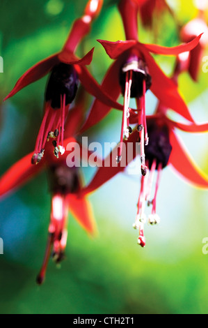 Fucsia Foto Stock