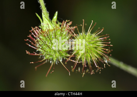 Herb Bennett Geum urbanum capsule di seme con agganciati i peli favorendo la dispersione Foto Stock