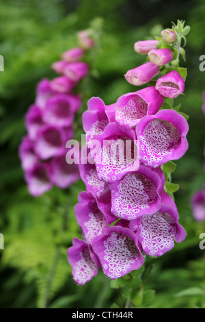 Foxglove comune Digitalis purpurea Foto Stock