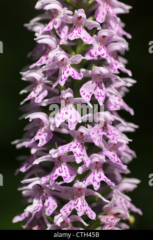 Avvistato comune-orchidea Dactylorhiza fuchsii Foto Stock