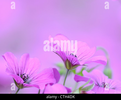 Geranio, Cranesbill Foto Stock