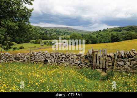 Ranunculus acris, Prato Buttercup, campi di fiori di colore giallo e un secco muro di pietra nel North Yorkshire paesaggio. Foto Stock