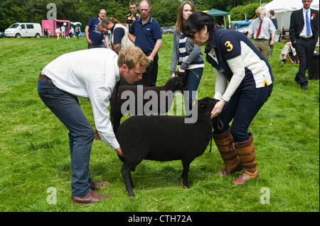 Welsh nero le pecore di montagna essendo giudicato al piccolo paese rurale mostra su farm at Cwmdu Powys Wales UK Foto Stock