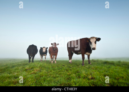 I Paesi Bassi, Tienhoven, mucche nella nebbia di mattina in Molenpolder. Foto Stock