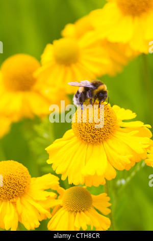 Bumble Bee (Bombus terrestris) raccogliendo il nettare sul fiore, probabilmente il mais calendula (Crysanthemum segetum), Londra, Regno Unito, estate Foto Stock