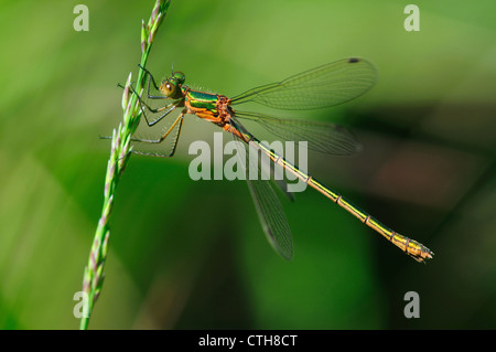 Femmina damselfly smeraldo a riposo. Studland Heath, Dorset, Regno Unito Luglio 2012 Foto Stock