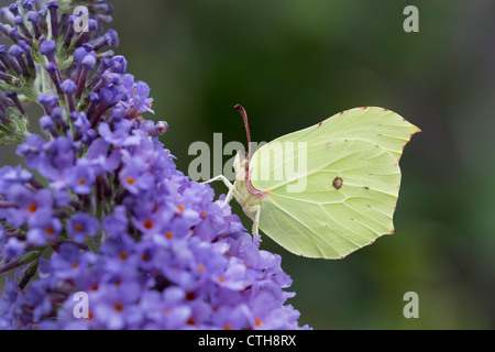 Brimstone Butterfly; Gonepteryx rhamni; maschio; Regno Unito; buddleia Foto Stock