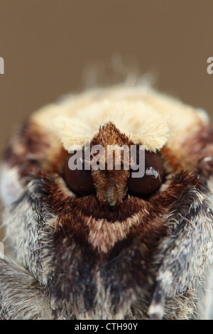 Buff Suggerimento Moth; Phalera bucephala; 100mm messa a fuoco ravvicinata 37mm ext 2x convertitore f5-6; Regno Unito Foto Stock