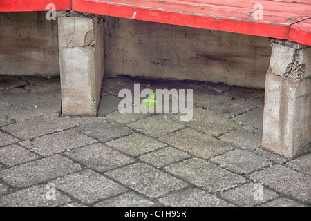 Impianto lottando per crescere nel difficile ambiente urbano Foto Stock