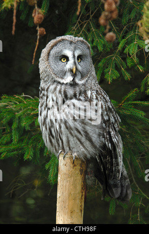 Un grande gufo grigio appollaiato su un palo da recinzione REGNO UNITO Foto Stock