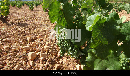 Vite con maturazione delle uve in campo Foto Stock