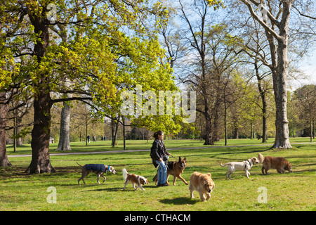 Inghilterra, London, Kensington, Kensington Gardens, Donna pochi cani Foto Stock