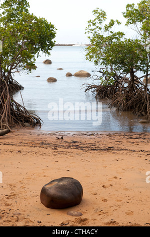 Mangrove orlata piccola spiaggia al punto morto di Mission Beach sulla costa Casuario del Lontano Nord Queensland Foto Stock