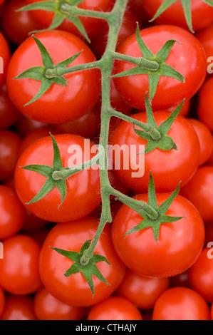 Fresche e mature di pomodori rossi sulla vite raccolte Foto Stock