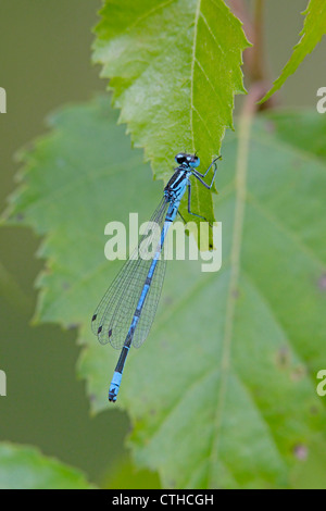 Azure Damselfly perched on leaf Foto Stock