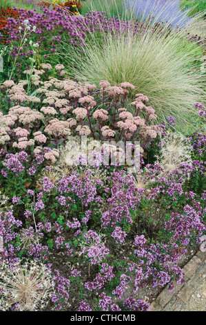 Sedum, Sedum, impianto di ghiaccio Foto Stock