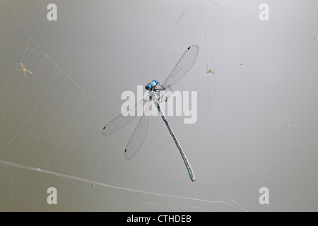 Immaturo blu comune Damselfly catturati in spider web Foto Stock