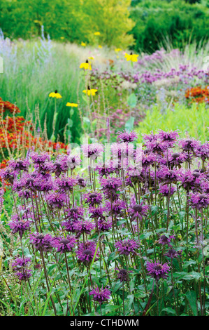 Monarda didyma, bergamotto, Monarda Foto Stock