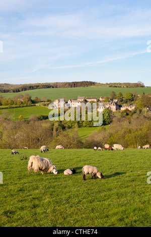 Serata di luce che cade su un gregge di pecore al pascolo accanto al villaggio Costwold di Snowshill, Gloucestershire Foto Stock