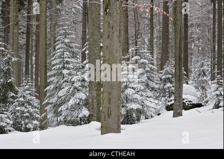 Pini ed europeo gli alberi di faggio (Fagus sylvatica) nel bosco misto in inverno nella neve, Parco Nazionale della Foresta Bavarese, Germania Foto Stock