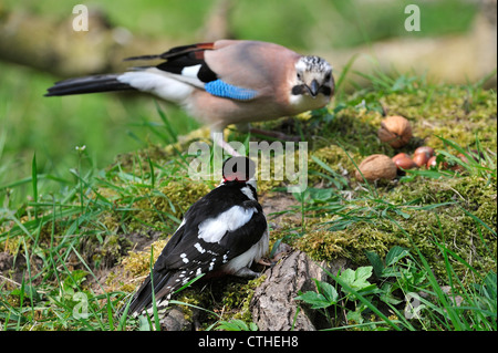 Picchio rosso maggiore (Dendrocopus major) in concorrenza con Eurasian Jay (Garrulus glandarius) per dadi caduti sul suolo della foresta Foto Stock