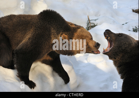 Eurasian l'orso bruno (Ursus arctos arctos) femmina combattimenti / imboccatura per tenere lontano maschio da lupetti da ringhiando ferocemente Foto Stock