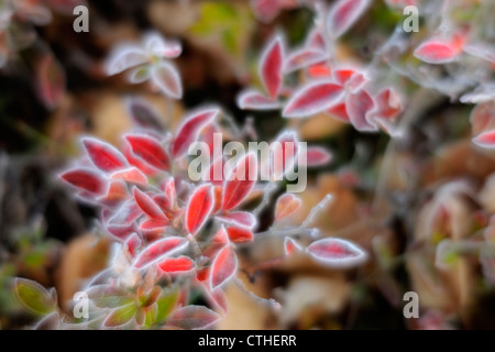 Lowbush mirtillo (Vaccinium angustifolium) smerigliati Foglie di autunno, maggiore Sudbury, Ontario, Canada Foto Stock