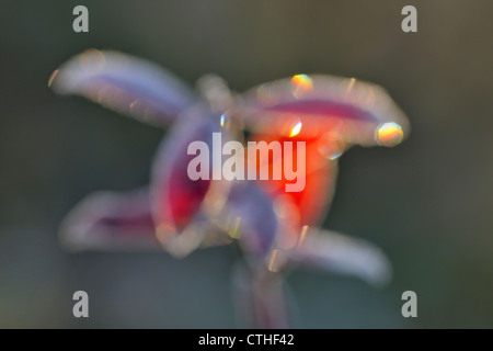 Lowbush mirtillo (Vaccinium angustifolium) smerigliati Foglie di autunno, maggiore Sudbury, Ontario, Canada Foto Stock