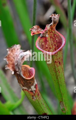 Carnivori di tromba brocca piante Sarracenia Stevensii originaria del Nord America, US Foto Stock