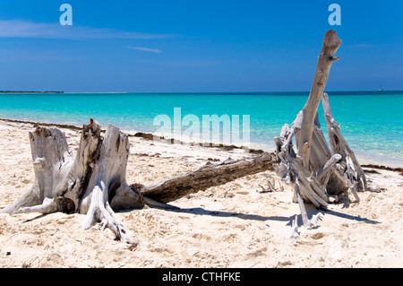 Spiaggia sbiancato legno, Sirena Beach, Cayo Largo del Sur, Cuba Foto Stock