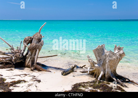 Spiaggia sbiancato legno, Sirena Beach, Cayo Largo del Sur, Cuba Foto Stock