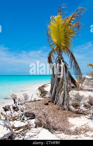 Spiaggia sbiancato legno, Sirena Beach, Cayo Largo del Sur, Cuba Foto Stock