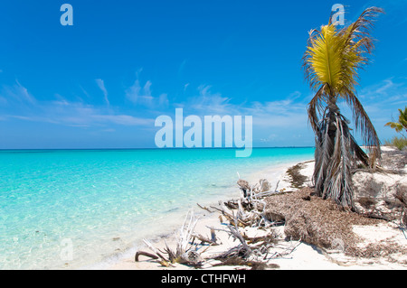 Spiaggia sbiancato legno, Sirena Beach, Cayo Largo del Sur, Cuba Foto Stock