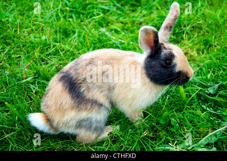 Carino piccolo bunny (coniglio) su erba verde Foto Stock