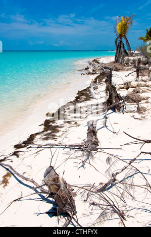 Spiaggia sbiancato legno, Sirena Beach, Cayo Largo del Sur, Cuba Foto Stock