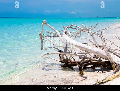 Spiaggia sbiancato legno, Sirena Beach, Cayo Largo del Sur, Cuba Foto Stock