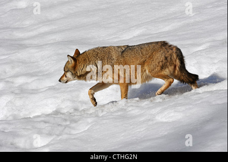 Europa / Lupo (Canis lupus) in esecuzione nella neve in inverno, Parco Nazionale della Foresta Bavarese, Germania Foto Stock