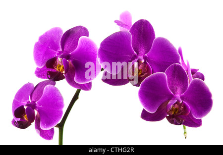 Bellissimo il gambo della vibrante di colore viola fiori di orchidea isolati su sfondo bianco. Foto Stock