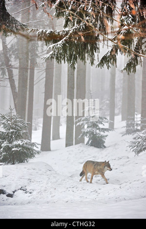 Lone European / Grey wolf walking in the mist in snow covered woodland in winter, Bavarian Forest National Park, Germany Foto Stock